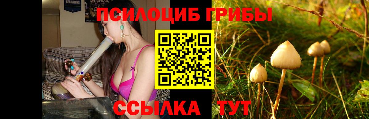Усть-Джегута  Псилоцибиновые грибы Psilocybine cubensis  Вход с VPN 